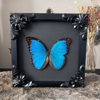 Morpho didius - Metallic blue morpho butterfly