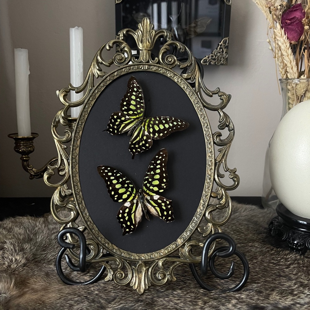 Graphium agamamnon- Tailed jay butterflies