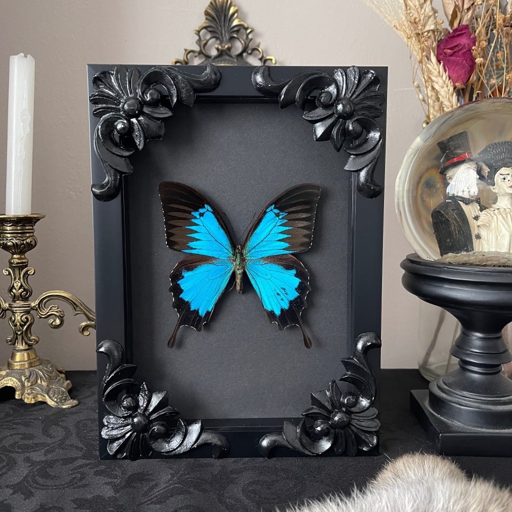 Papilio ulysses - Blue mountain swallowtail butterfly