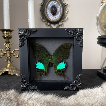 Papilio karna - Jungle jade swallowtail butterfly