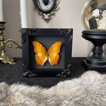 Vindula erota - The cruiser butterfly