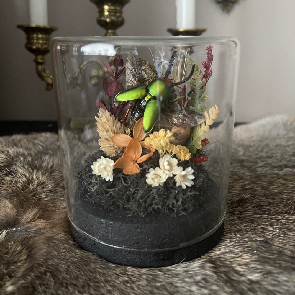 Green saw tooth beetle in glass display