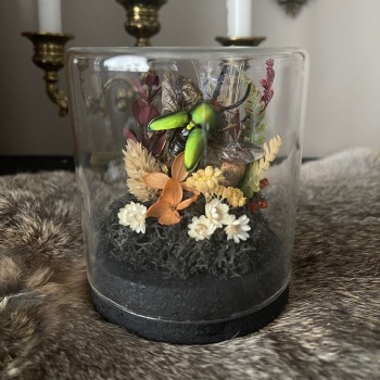 Green saw tooth beetle in glass display