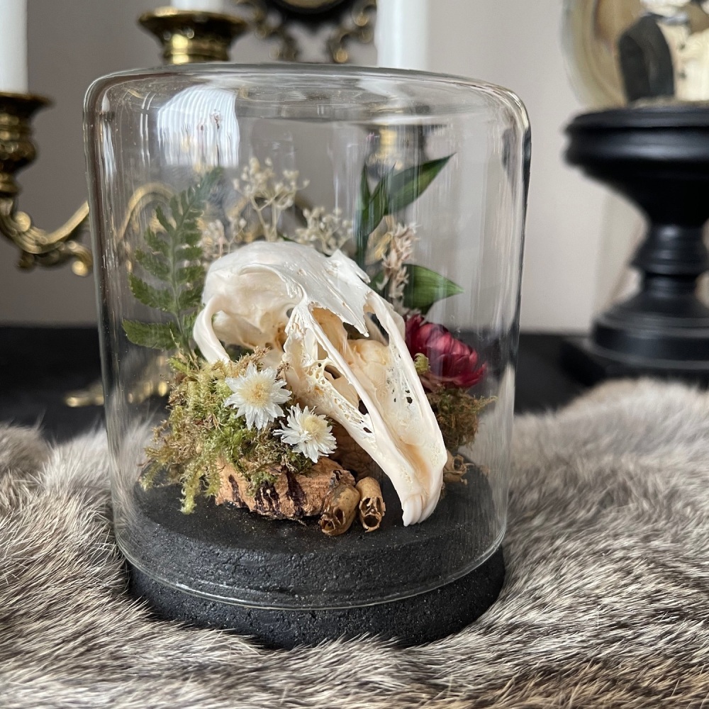 Rabbit skull in glass display