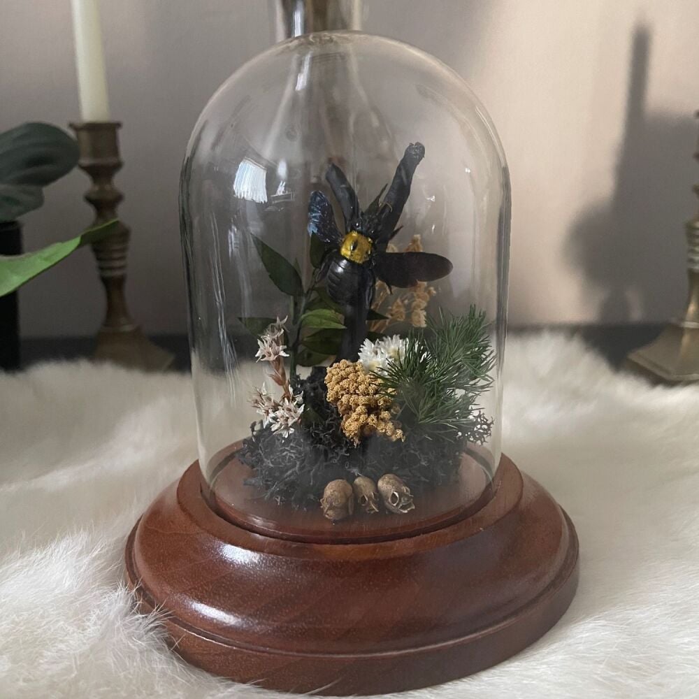 Xylocopa confusa (F)display - Golden Carpenter Bee