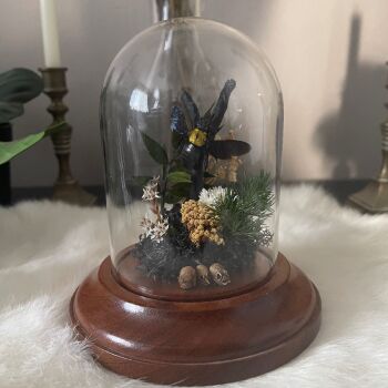 Xylocopa confusa display - Golden Carpenter Bee