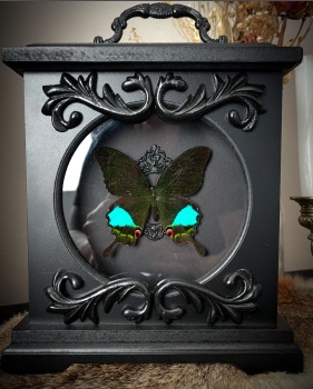 Papilio karna Clock - Jungle Jade Swallowtail
