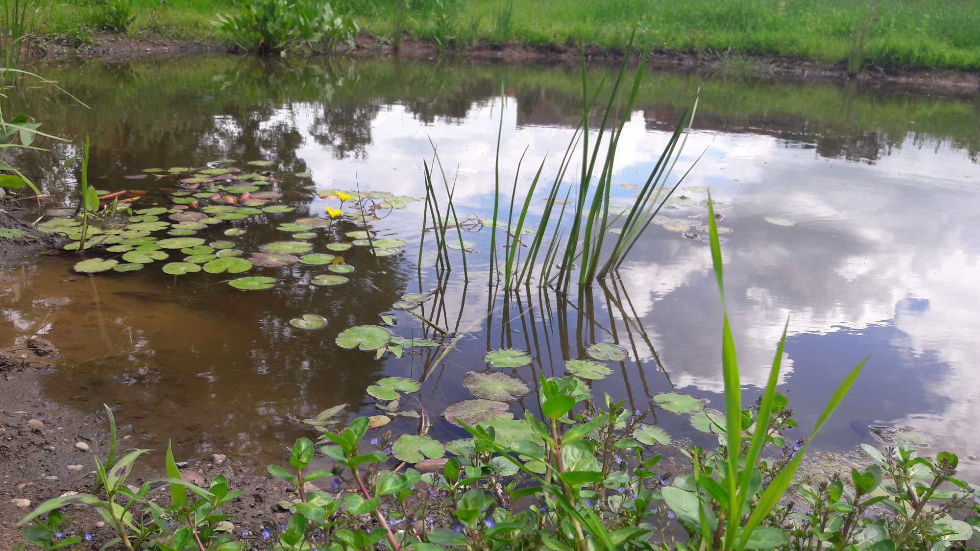 Friends of the Hook Canal Clearing