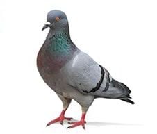 Pigeons