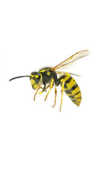 wasps