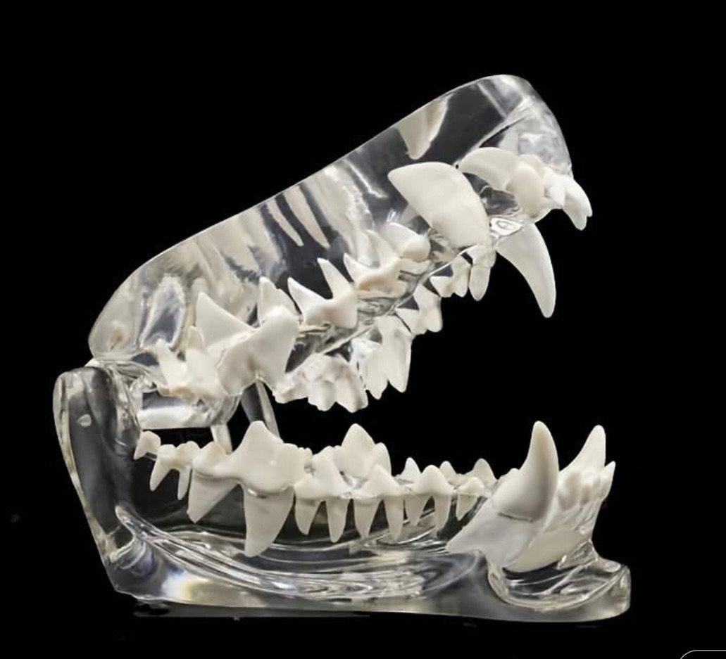 Dog Dental Model Transparent