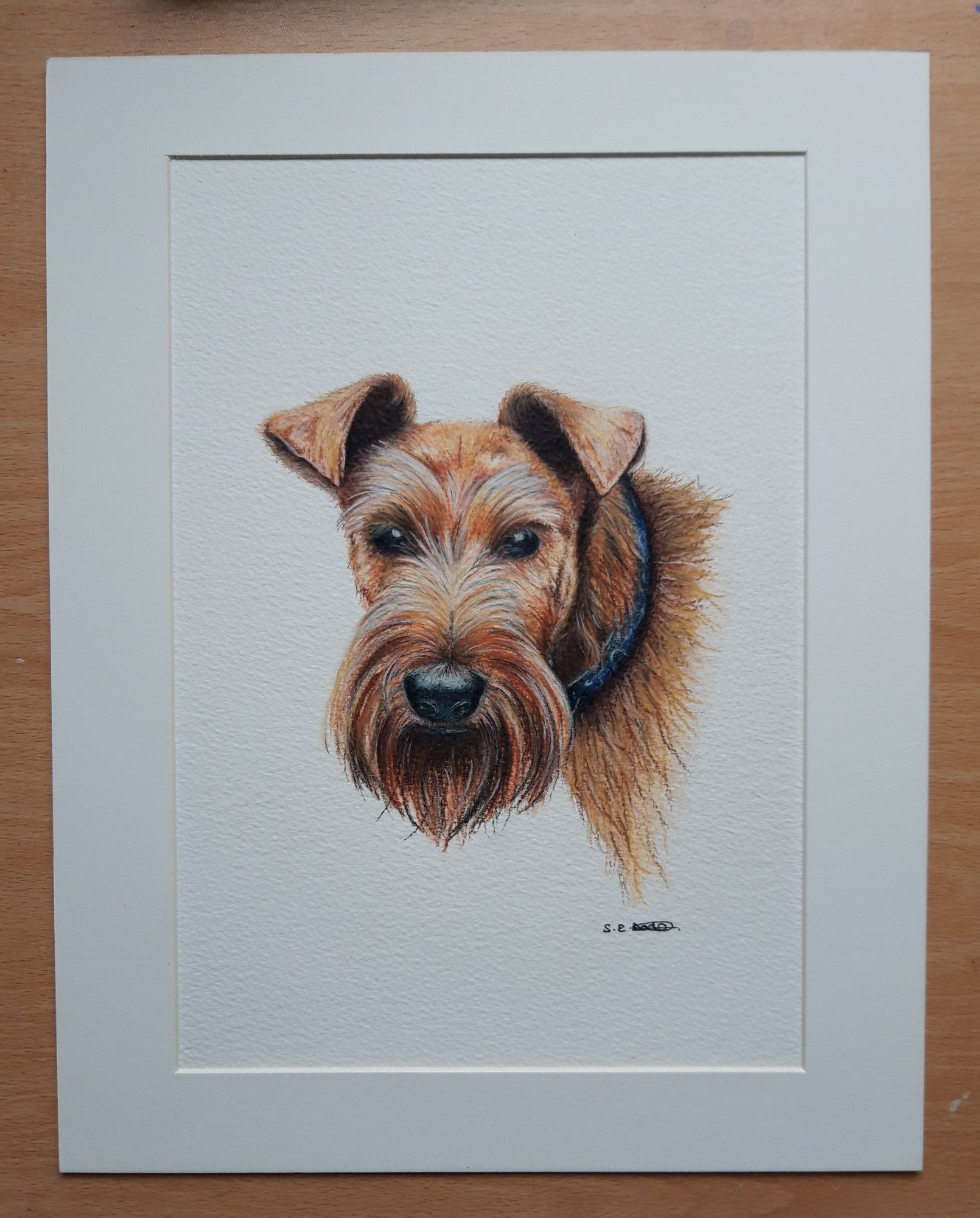 Portrait in watercolour pencils of a gorgeous dog