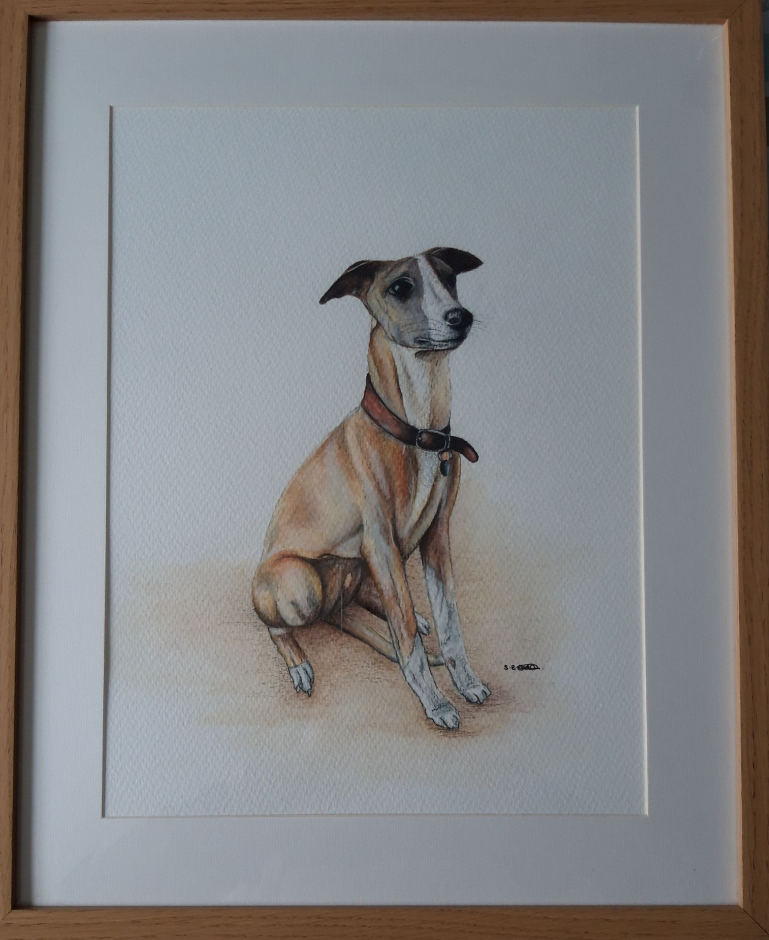 Pet Portrait Commission completed in watercolour pencils of a greyhound dog