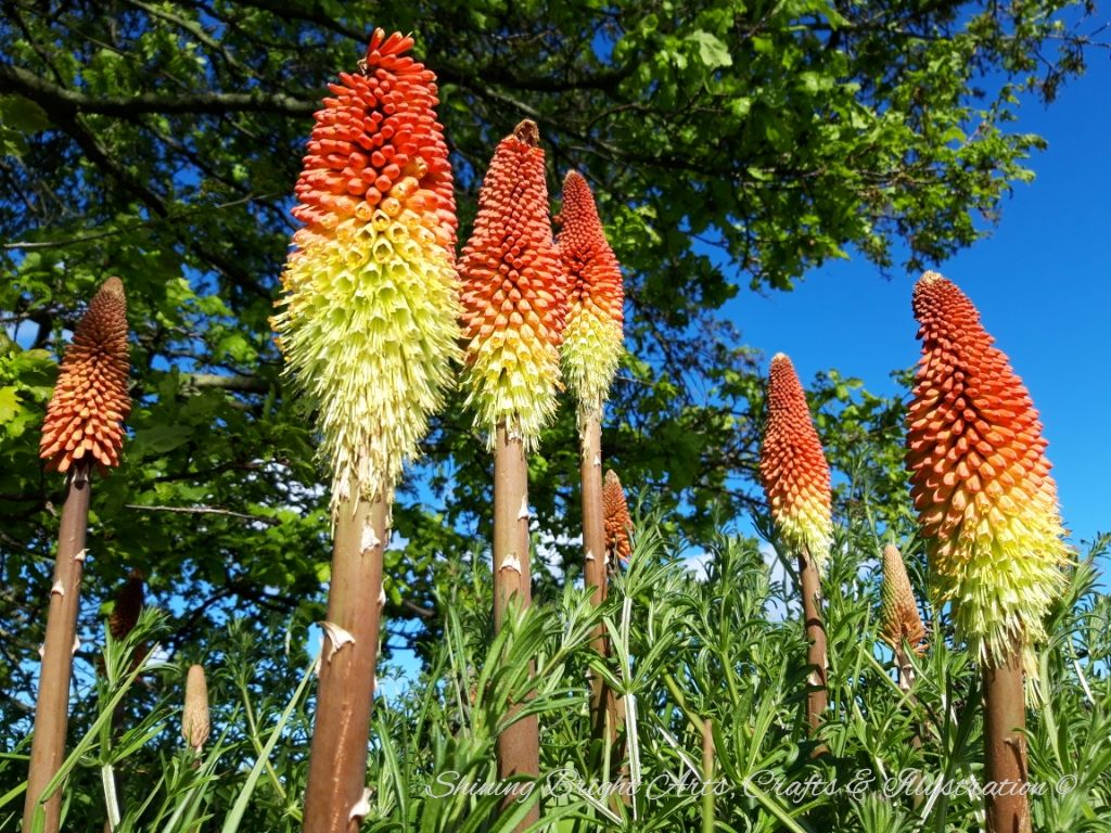 A photograph of Red Hot Pokers