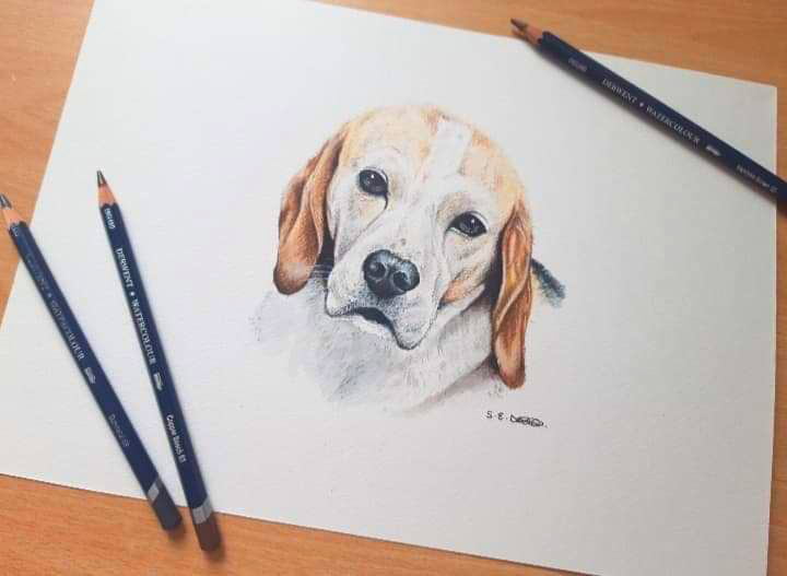 Pet Portrait Commission completed in watercolour pencils