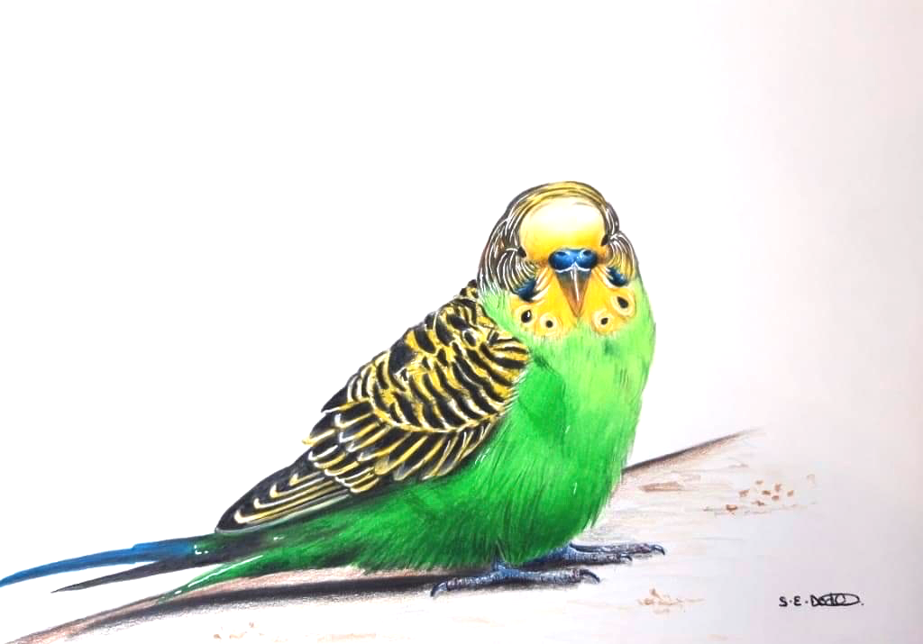 Budgie Drawing in Polychromas Pencils