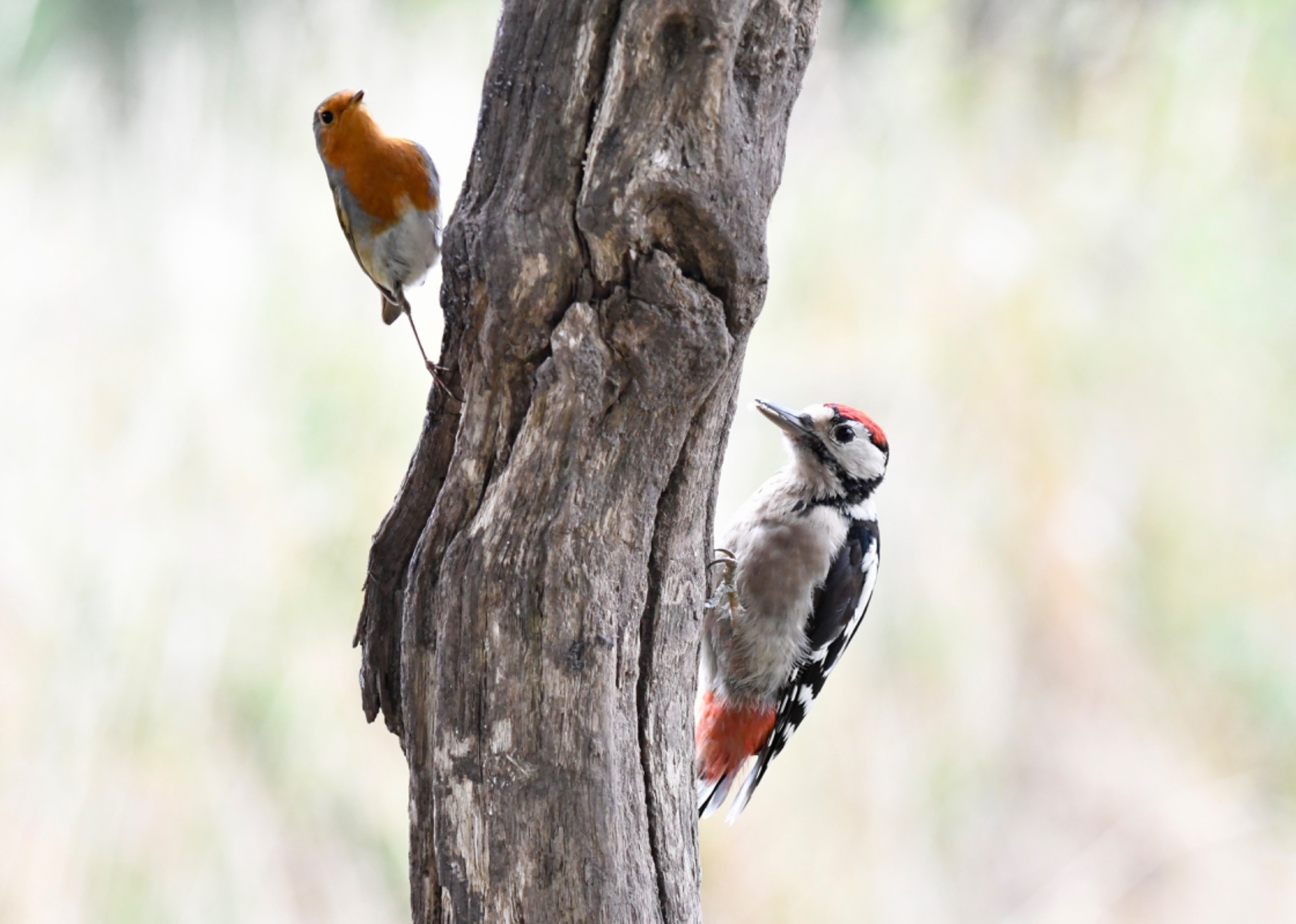Robin and Woodpecker
