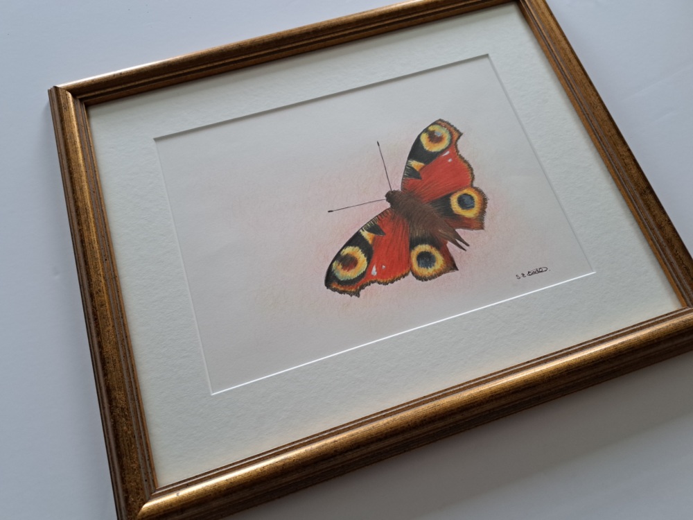 Peacock Butterfly Illustration