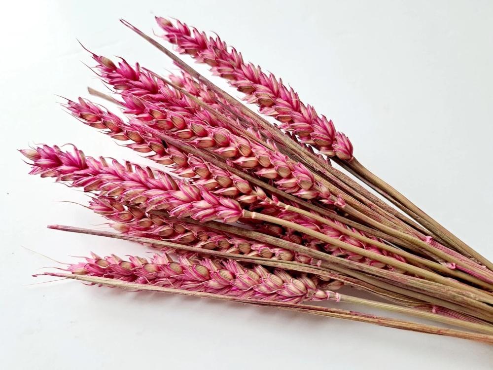 15 Stems Of Pink Wheat