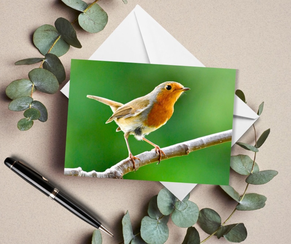 Robin on the look out greetings card