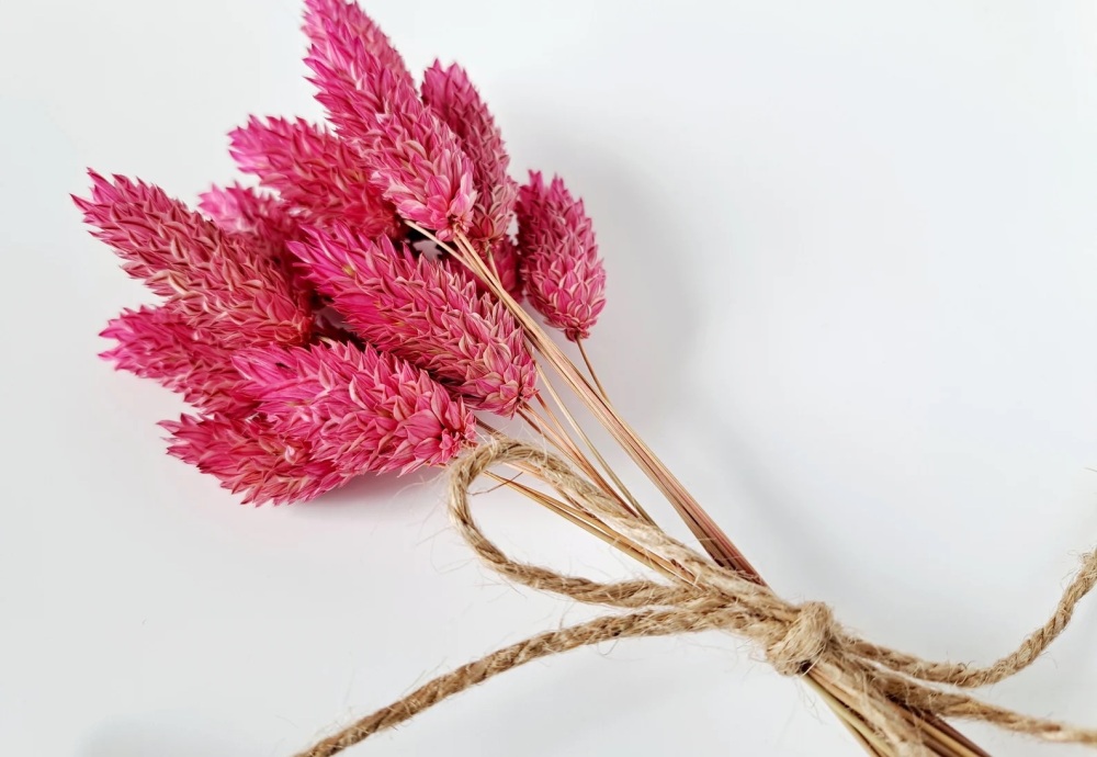 Dyed Pink Canary Grass