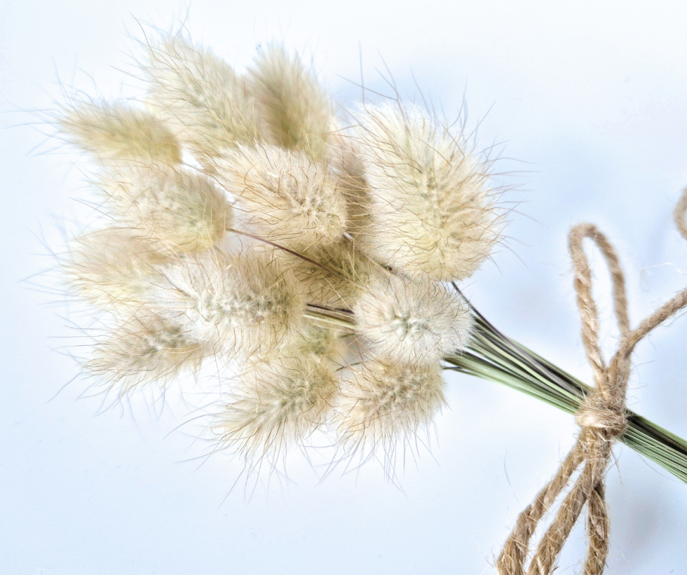 Natural Bunny Tails - Lagurus