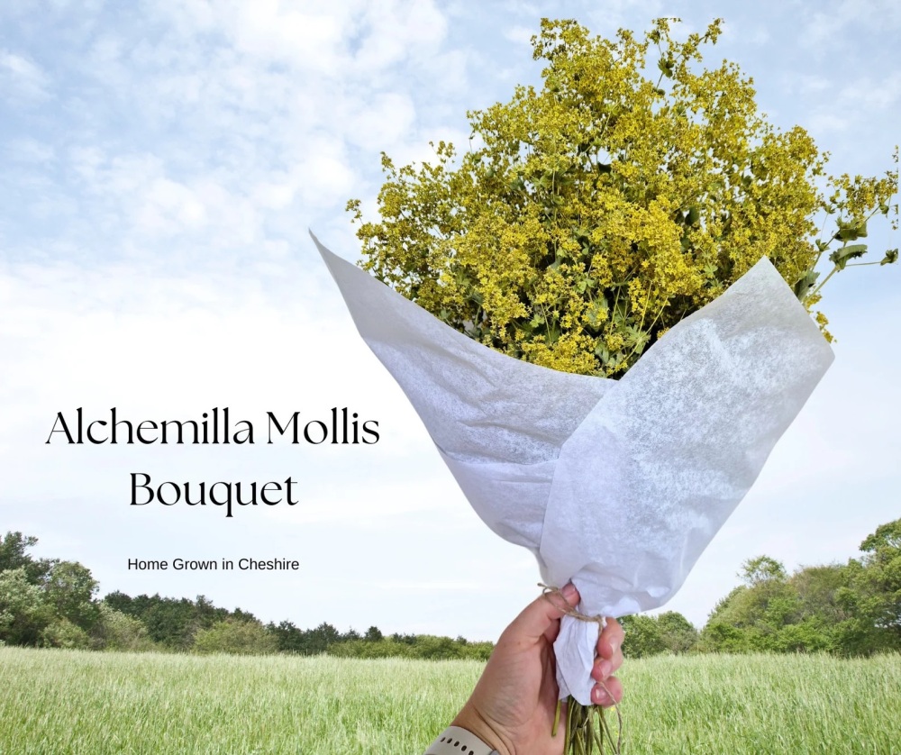 Alchemilla Mollis Bouquet