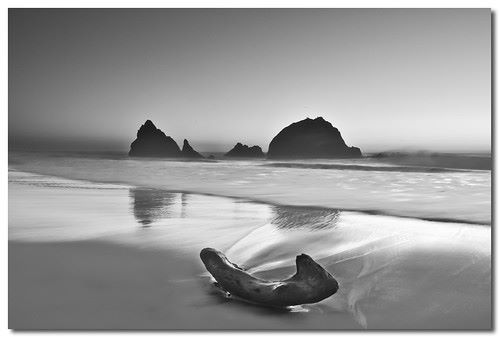 blackandwhitepicture of sea shore drift wood 6886