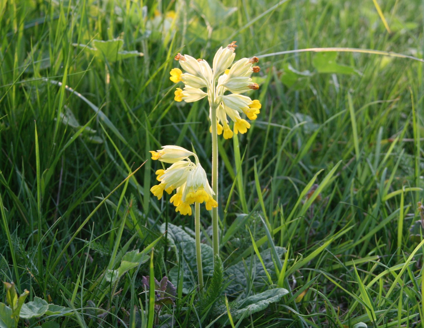 Cowslip