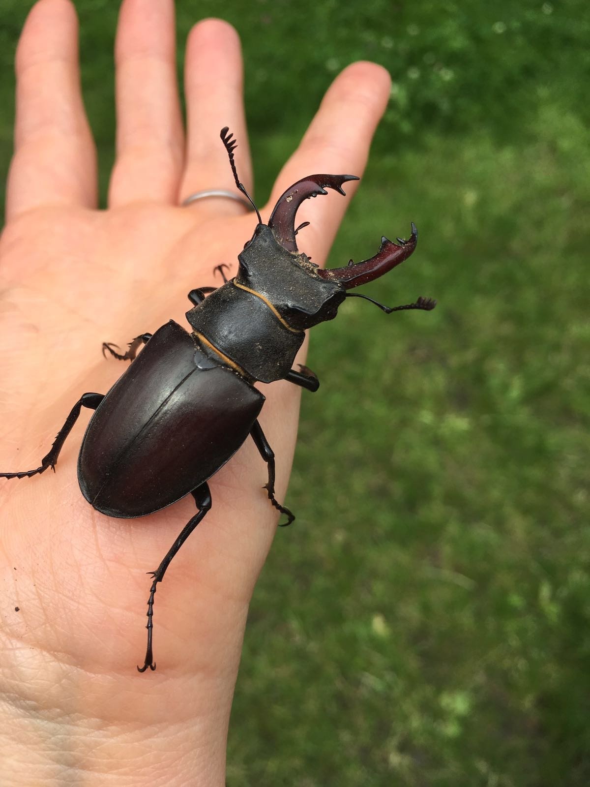 Stag beetle