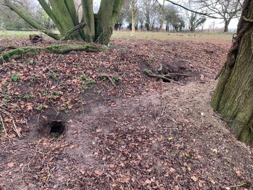 Two Sett Entrances with Spoil Heap and Path Between