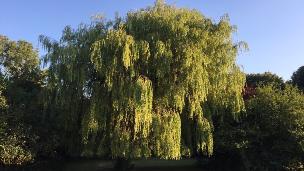 Gracious Weeping Willow