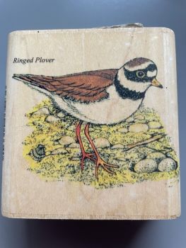 995Q Ringed Plover