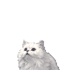 Cute White Cat