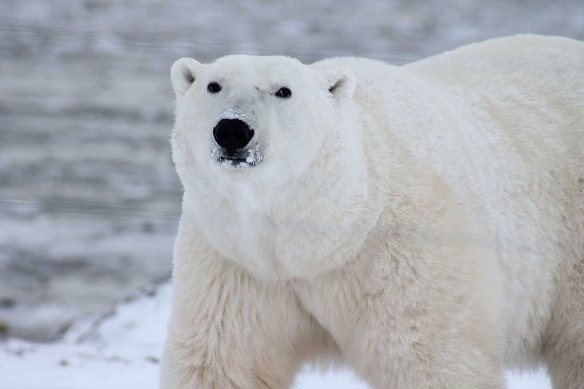 Polar Bear Close Up