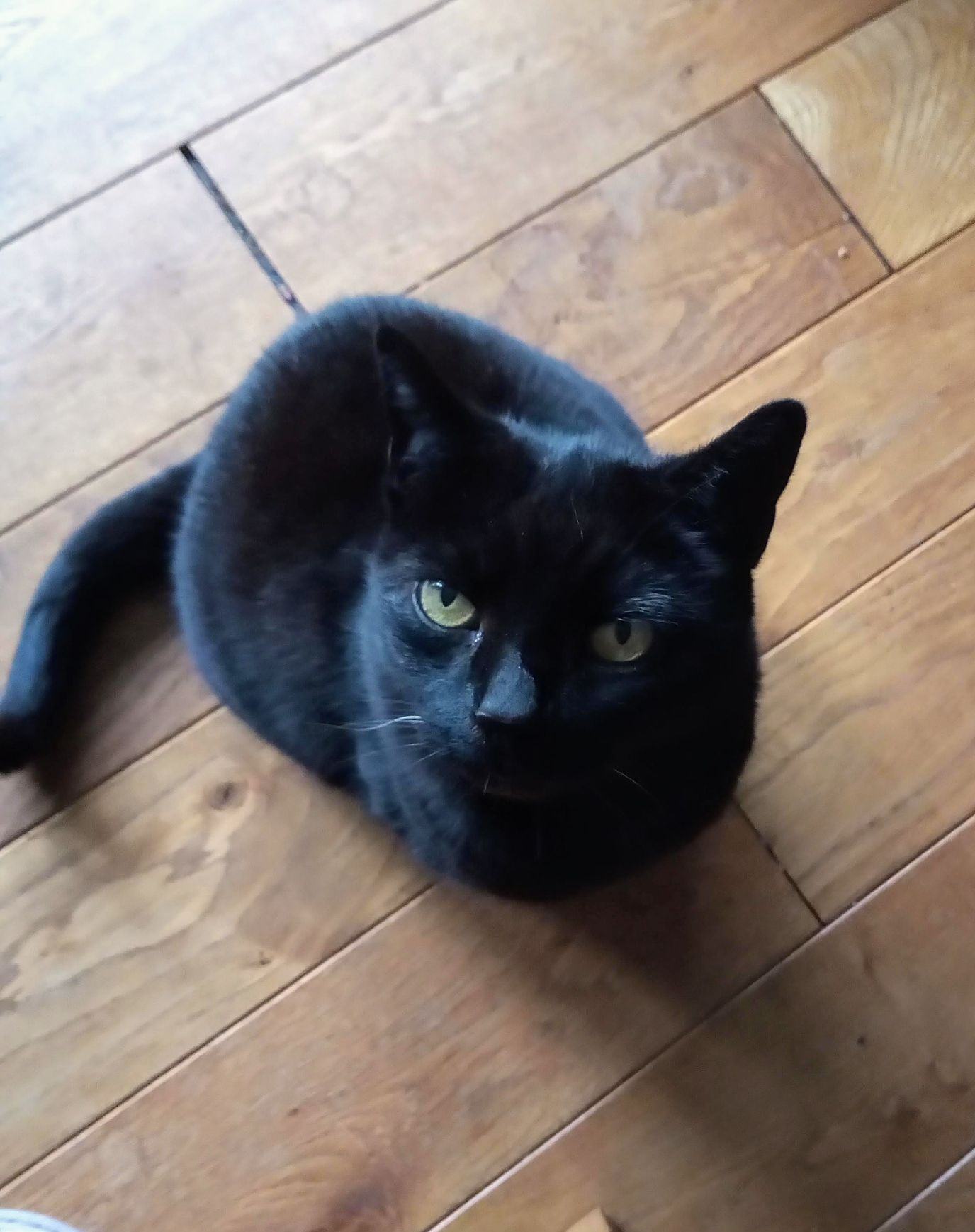 Black Cat