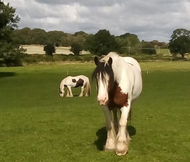 herd watching