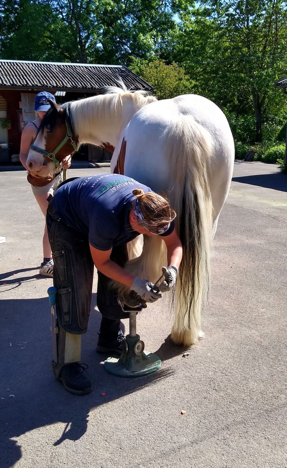 hoof trimming