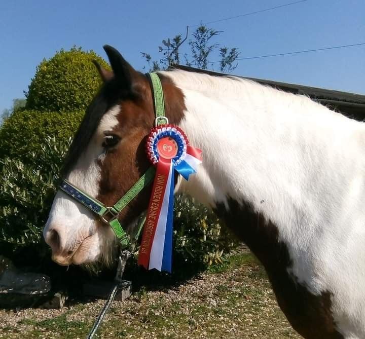 kez and his rosette