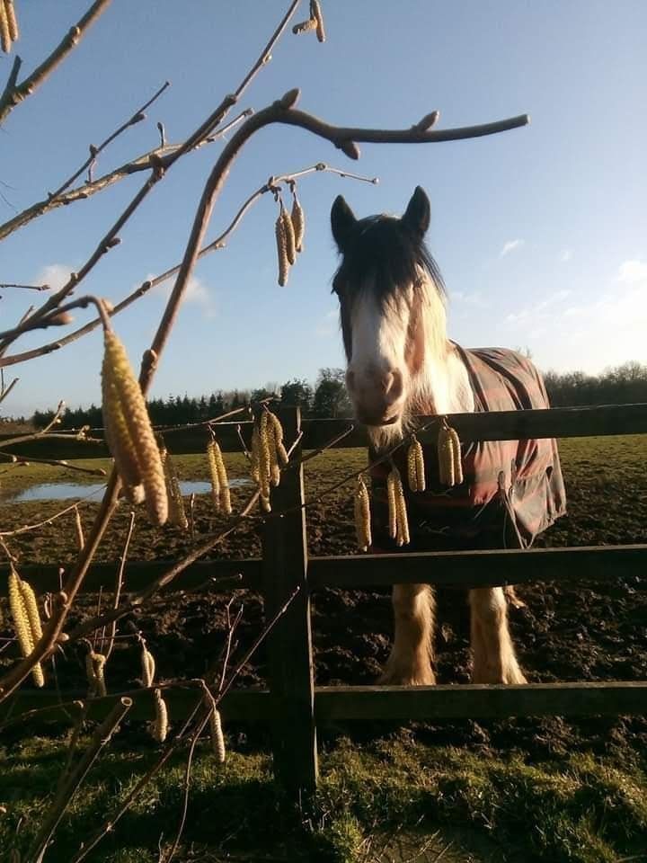 catkins