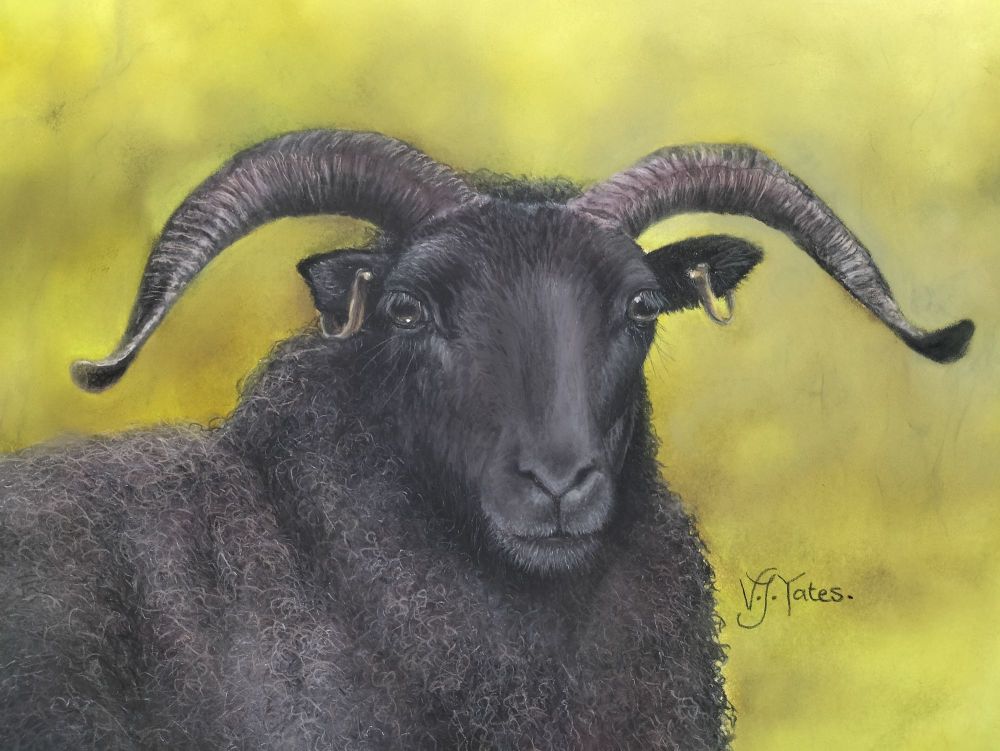 Black Sheep. Original Art by Vicki Jayne Yates