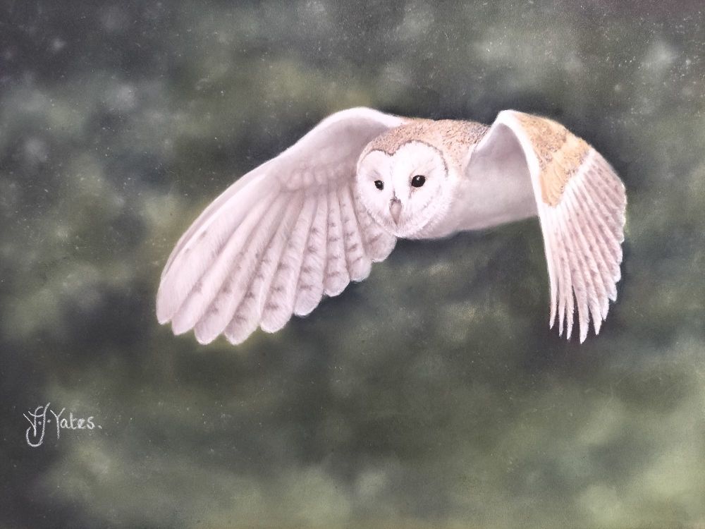Silent Flight. Barn Owl. Original Art by Vicki Jayne Yates