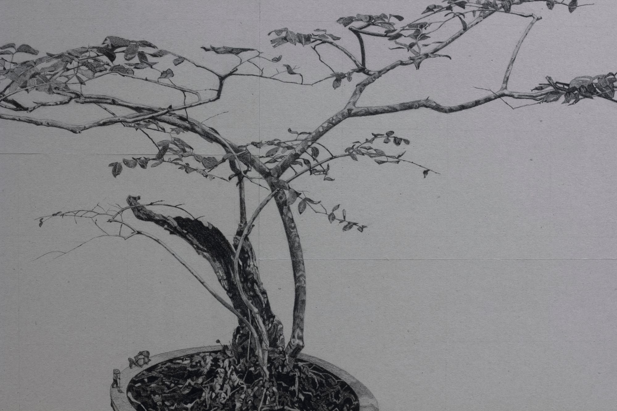 Drawing detail of bonsai tree branches