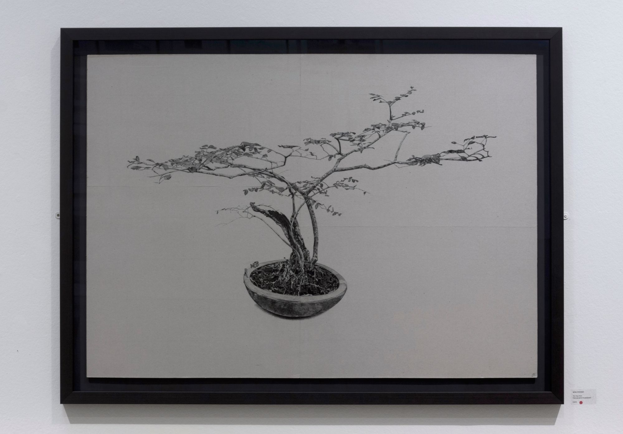 Large drawing of bonsai tree in charcoal