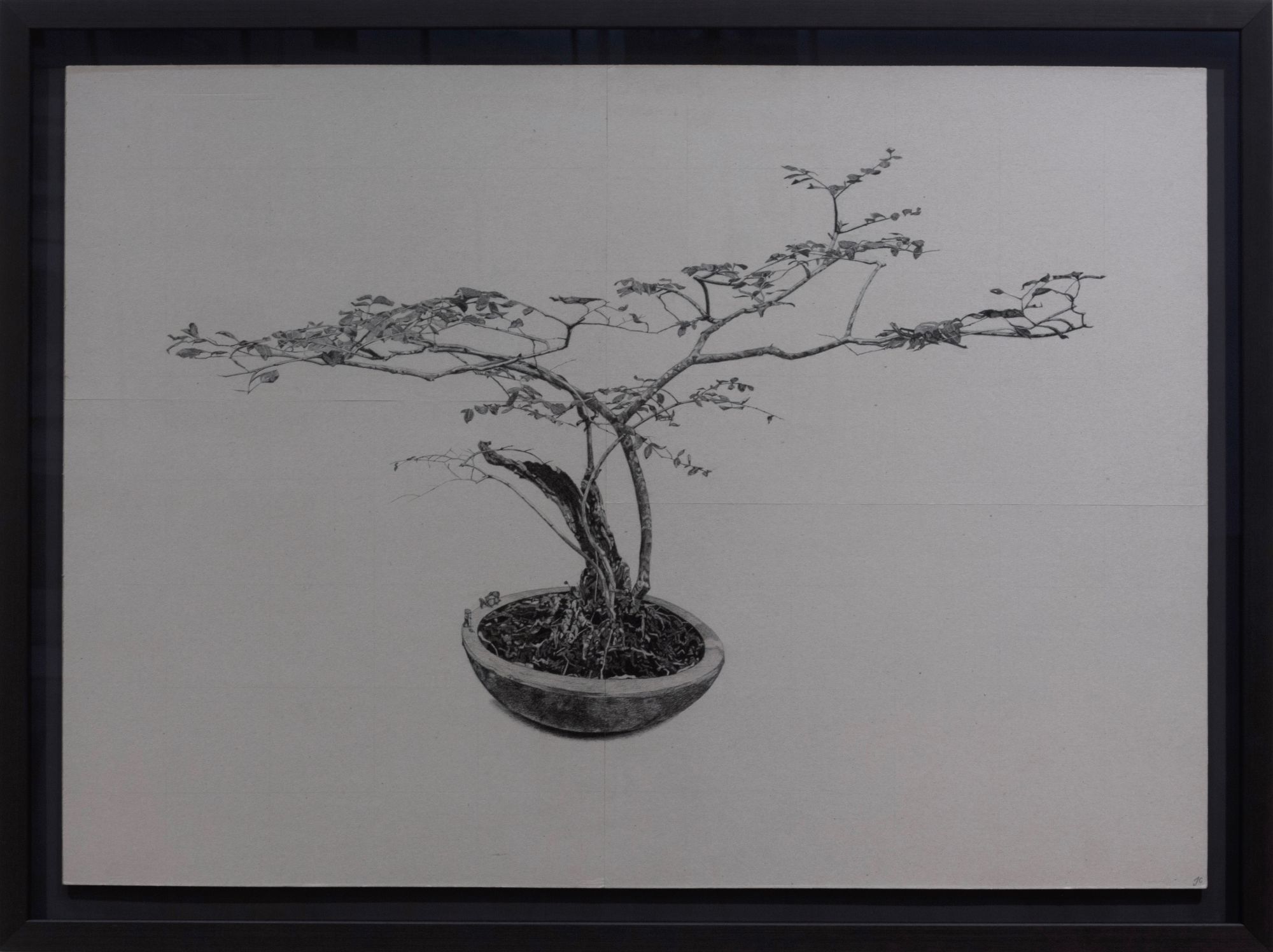 Large drawing of bonsai tree in charcoal
