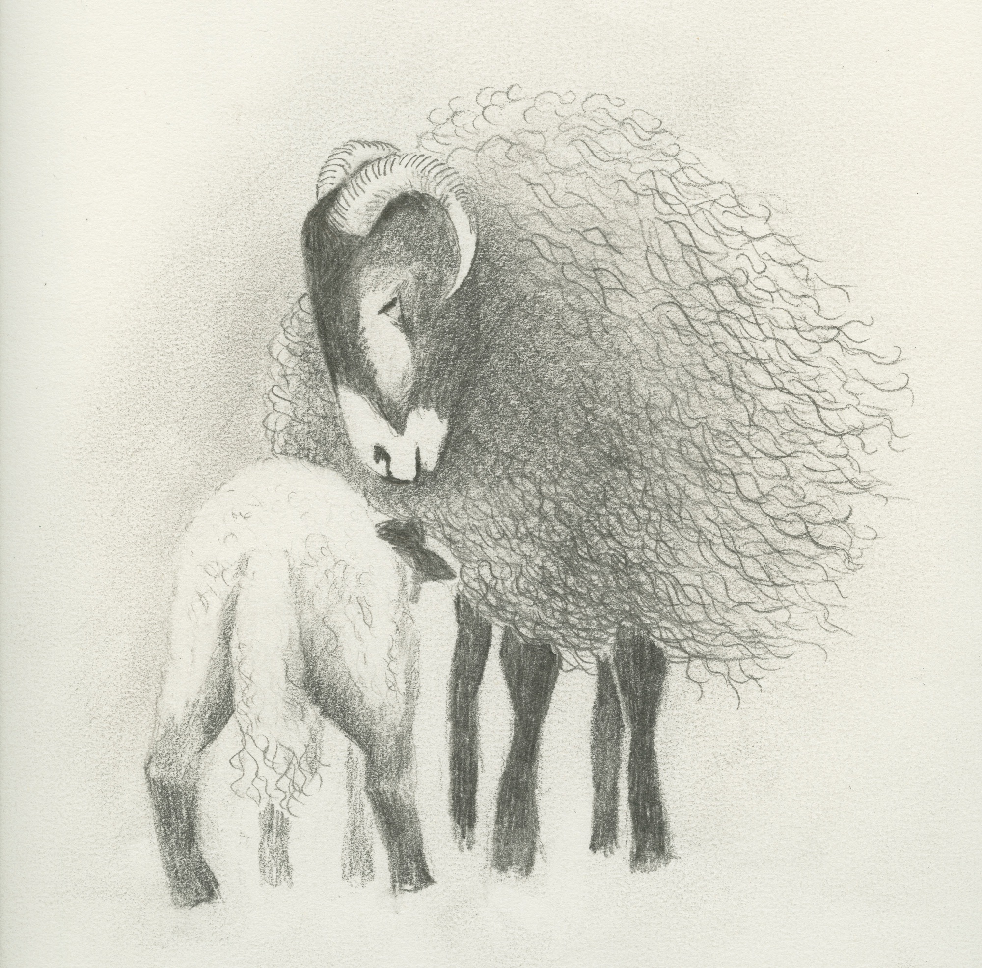 019 Swaledale ewe and lamb III