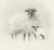 020 Swaledale ewe and lamb