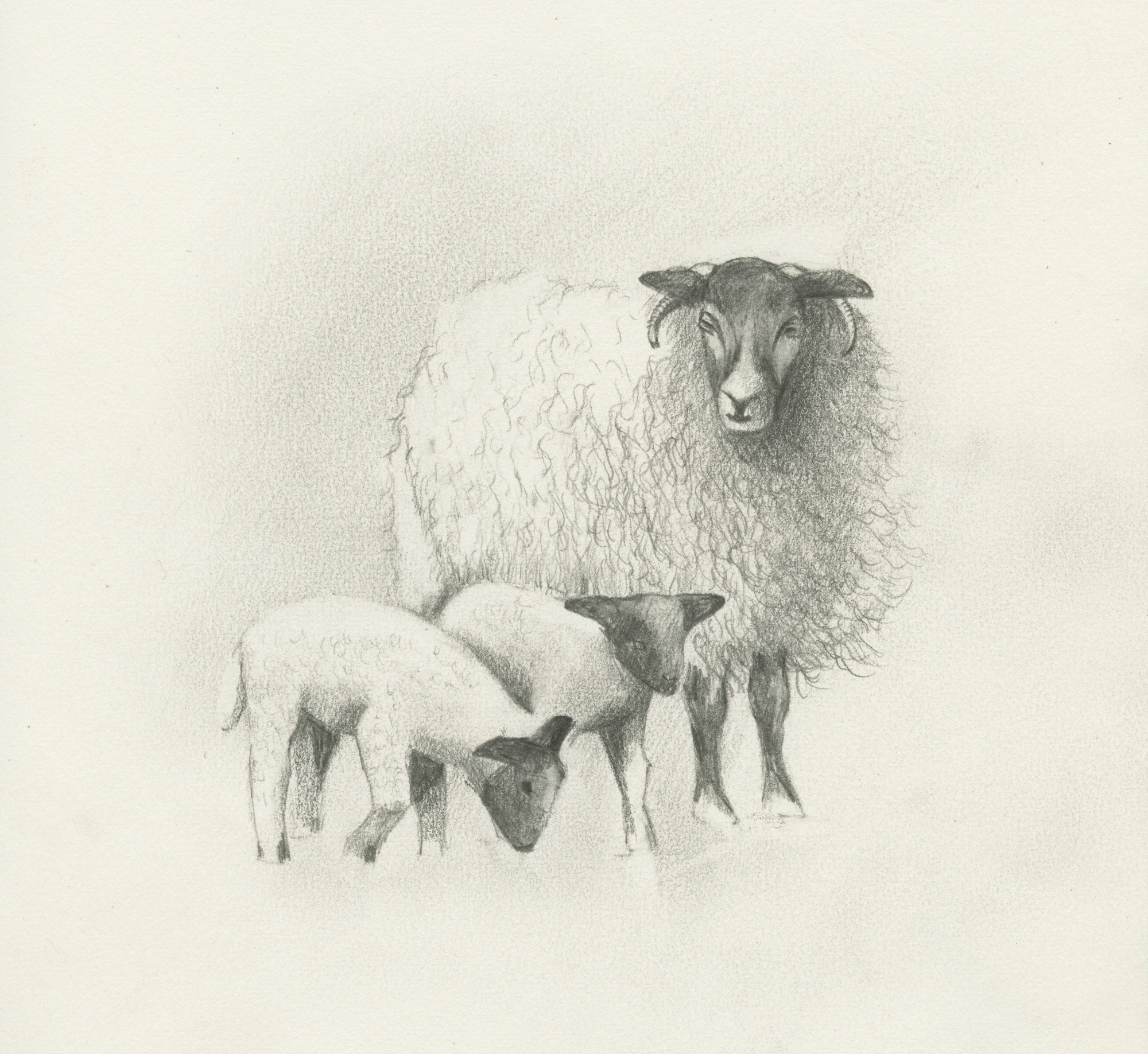 017 Swaledale Ewe and Lamb