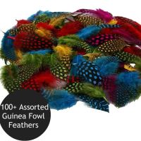 100+  Natural Guinea Fowl Feathers In Assorted Colours