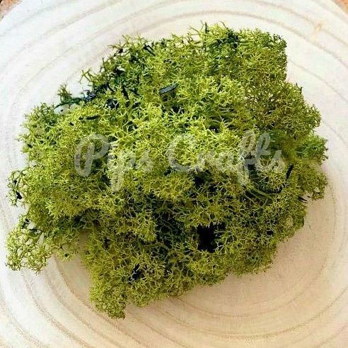 Olive Green Natural Reindeer Moss - 50g